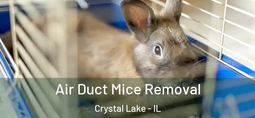  Air Duct Mice Removal Crystal Lake - IL